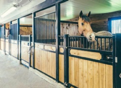 Luxury Horse Stable
